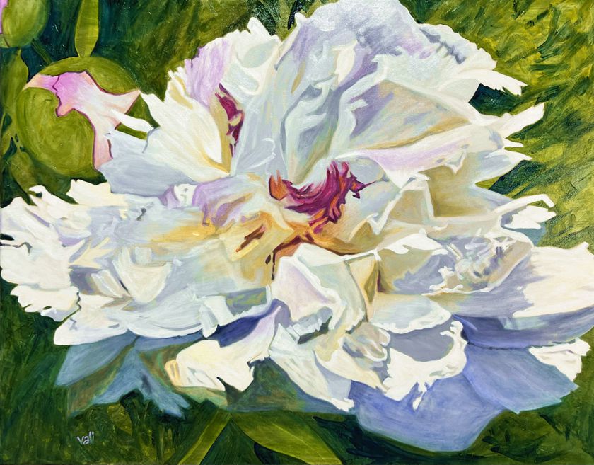 Brava, Festiva Maxima!