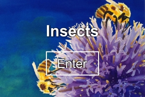 Insects